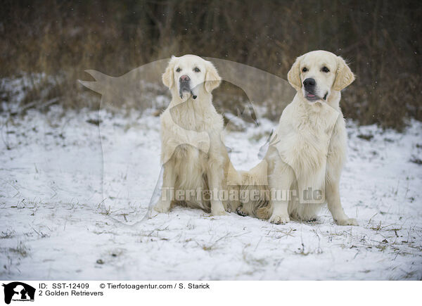 2 Golden Retriever / 2 Golden Retrievers / SST-12409