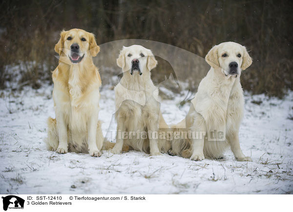 3 Golden Retriever / 3 Golden Retrievers / SST-12410
