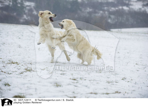 spielende Golden Retriever / playing Golden Retriever / SST-12411