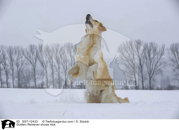 Golden Retriever macht Mnnchen / Golden Retriever shows trick / SST-12432