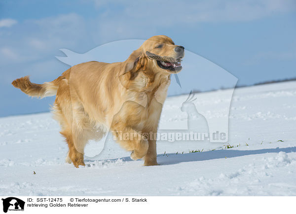 apportierender Golden Retriever / retrieving Golden Retriever / SST-12475