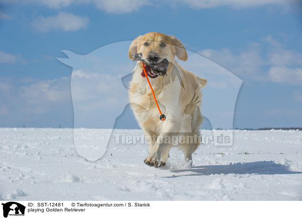 spielender Golden Retriever / playing Golden Retriever / SST-12481