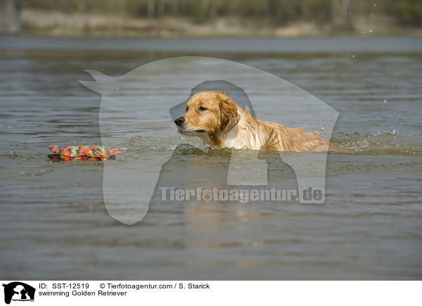 schwimmender Golden Retriever / swimming Golden Retriever / SST-12519