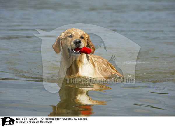apportierender Golden Retriever / retrieving Golden Retriever / SST-12526