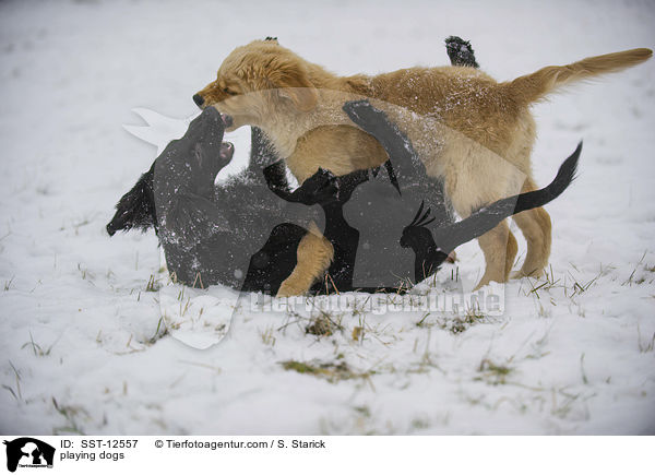 spielende Hunde / playing dogs / SST-12557