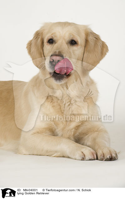 liegender Golden Retriever / lying Golden Retriever / NN-04001