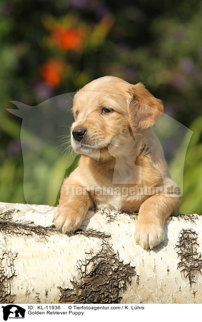 Golden Retriever Welpe / Golden Retriever Puppy / KL-11936