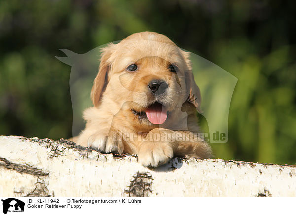 Golden Retriever Welpe / Golden Retriever Puppy / KL-11942