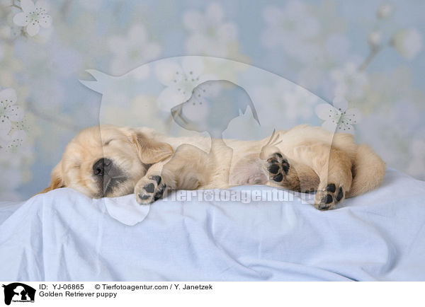 Golden Retriever puppy / YJ-06865