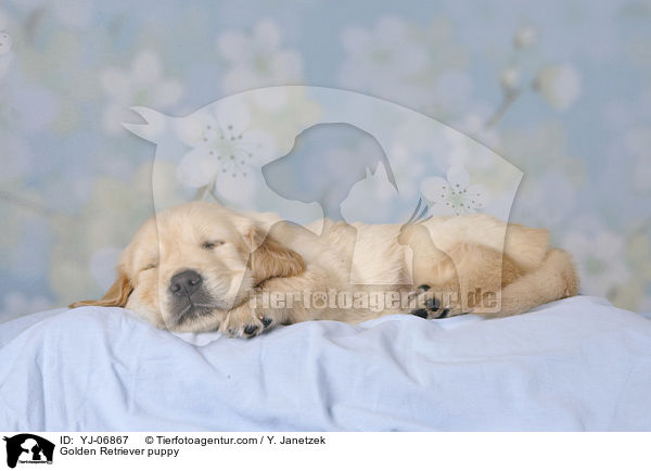 Golden Retriever Welpe / Golden Retriever puppy / YJ-06867