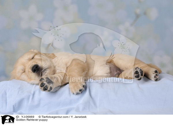 Golden Retriever puppy / YJ-06869