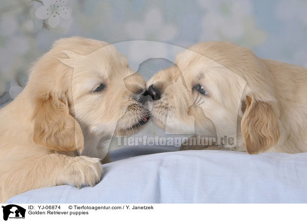 Golden Retriever puppies / YJ-06874