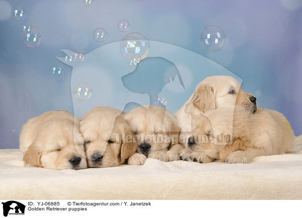 Golden Retriever Welpen / Golden Retriever puppies / YJ-06885