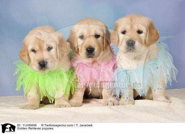 Golden Retriever Welpen / Golden Retriever puppies / YJ-06899
