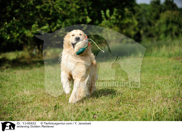 apportierender Golden Retriever / retrieving Golden Retriever / YJ-06922