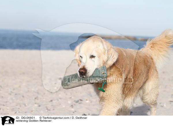 apportierender Golden Retriever / retrieving Golden Retriever / DG-06801