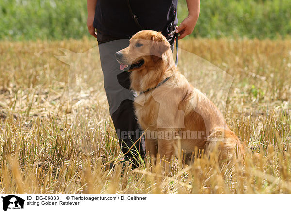 sitzender Golden Retriever / sitting Golden Retriever / DG-06833