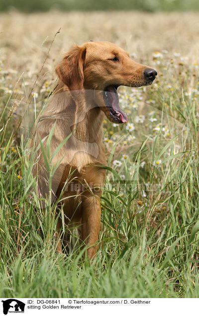 sitzender Golden Retriever / sitting Golden Retriever / DG-06841