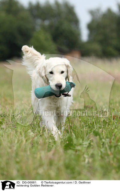 apportierender Golden Retriever / retrieving Golden Retriever / DG-06881