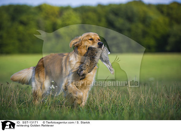 apportierender Golden Retriever / retrieving Golden Retriever / SST-13171