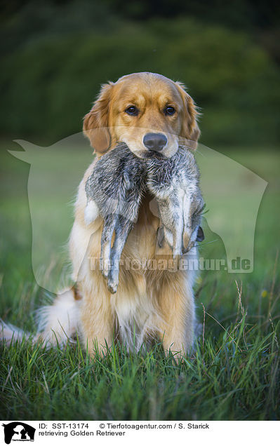 apportierender Golden Retriever / retrieving Golden Retriever / SST-13174