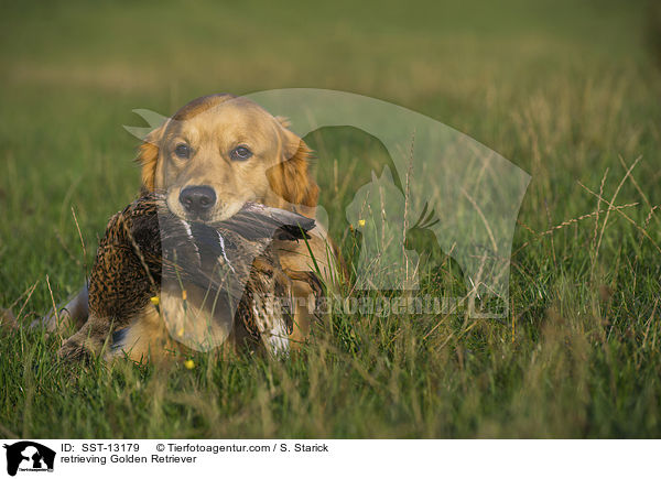 apportierender Golden Retriever / retrieving Golden Retriever / SST-13179