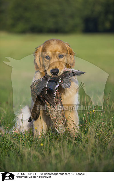 apportierender Golden Retriever / retrieving Golden Retriever / SST-13181