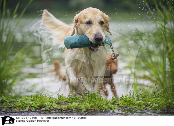 spielender Golden Retriever / playing Golden Retriever / SST-13198