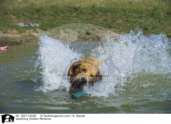 planschender Golden Retriever / splashing Golden Retriever / SST-13208