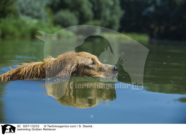 schwimmender Golden Retriever / swimming Golden Retriever / SST-13233