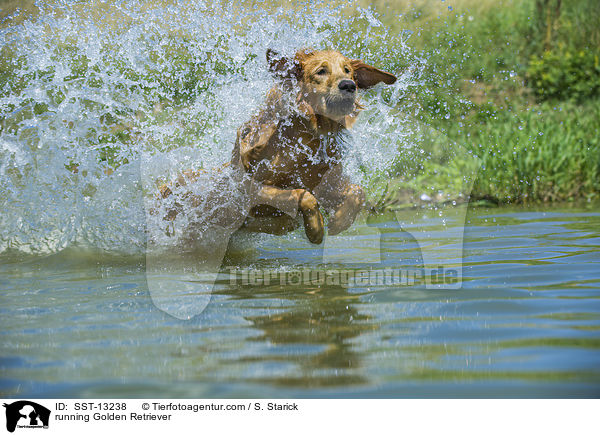 running Golden Retriever / SST-13238