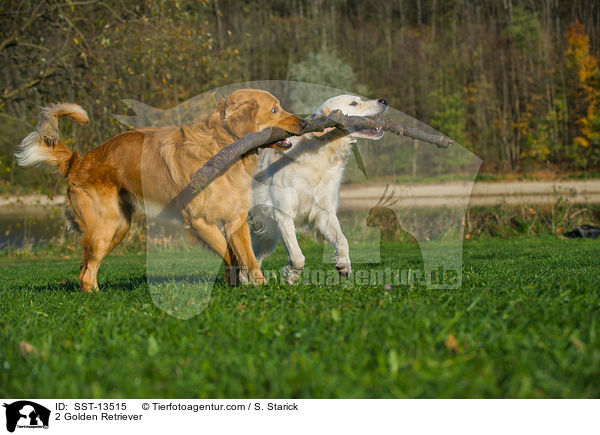 2 Golden Retriever / 2 Golden Retriever / SST-13515