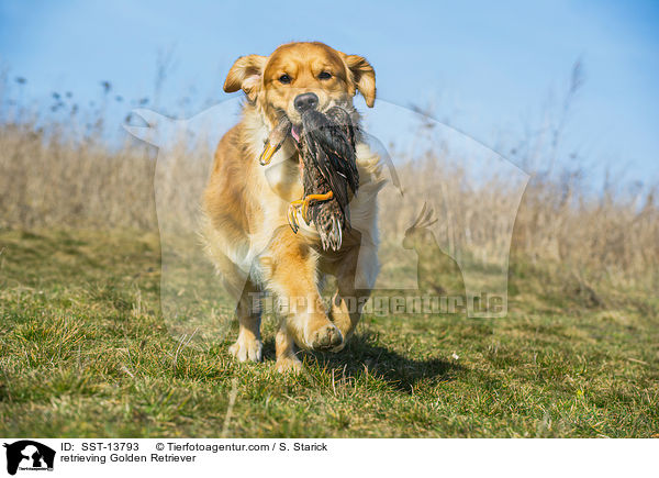 apportierender Golden Retriever / retrieving Golden Retriever / SST-13793