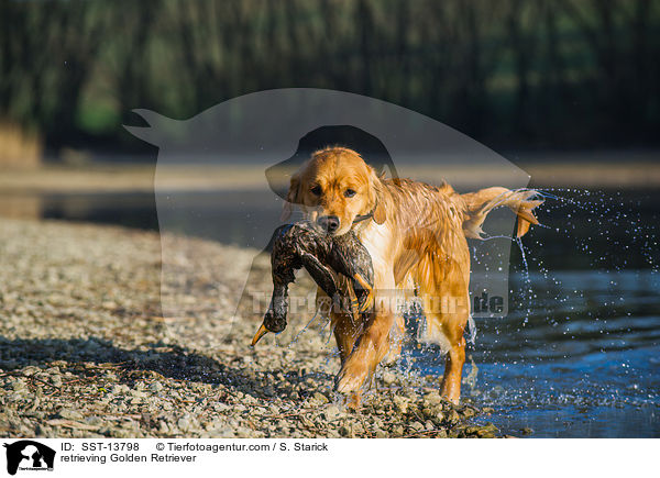 apportierender Golden Retriever / retrieving Golden Retriever / SST-13798