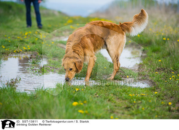trinkender Golden Retriever / drinking Golden Retriever / SST-13811