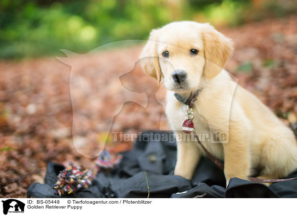 Golden Retriever Welpe / Golden Retriever Puppy / BS-05448
