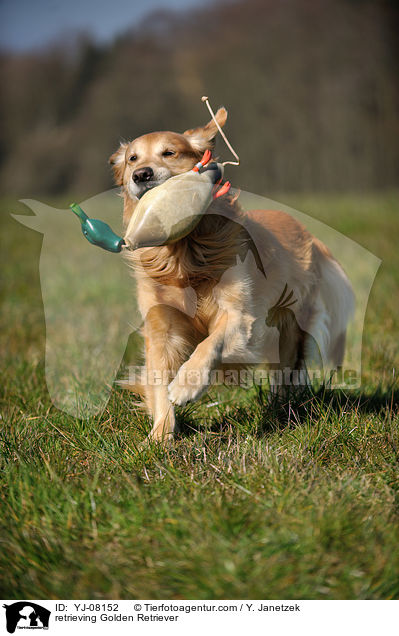 apportierender Golden Retriever / retrieving Golden Retriever / YJ-08152