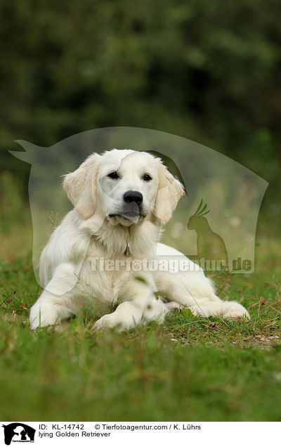 liegender Golden Retriever / lying Golden Retriever / KL-14742