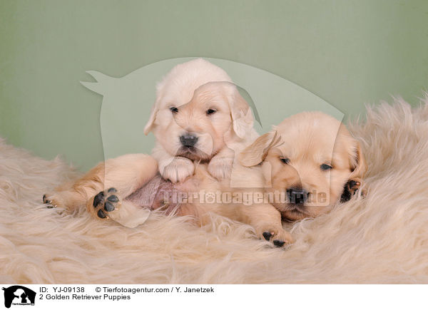 2 Golden Retriever Welpen / 2 Golden Retriever Puppies / YJ-09138