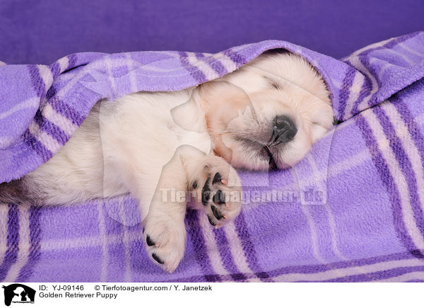 Golden Retriever Welpe / Golden Retriever Puppy / YJ-09146