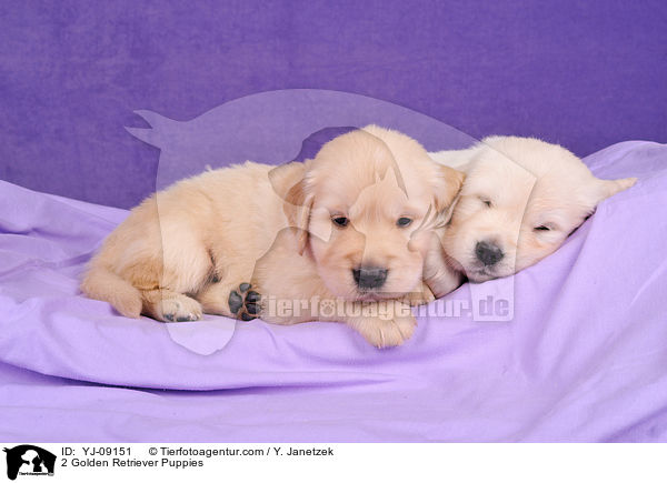 2 Golden Retriever Welpen / 2 Golden Retriever Puppies / YJ-09151