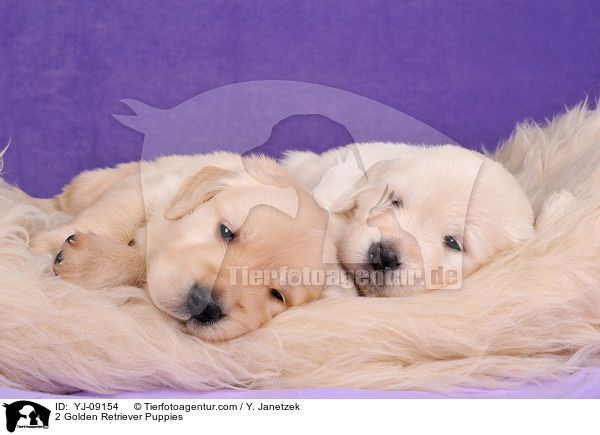 2 Golden Retriever Welpen / 2 Golden Retriever Puppies / YJ-09154