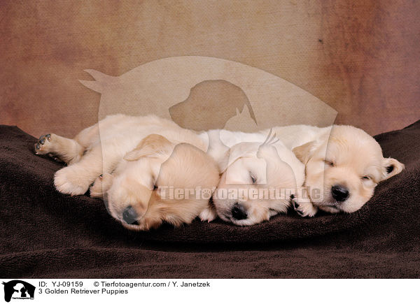 3 Golden Retriever Welpen / 3 Golden Retriever Puppies / YJ-09159