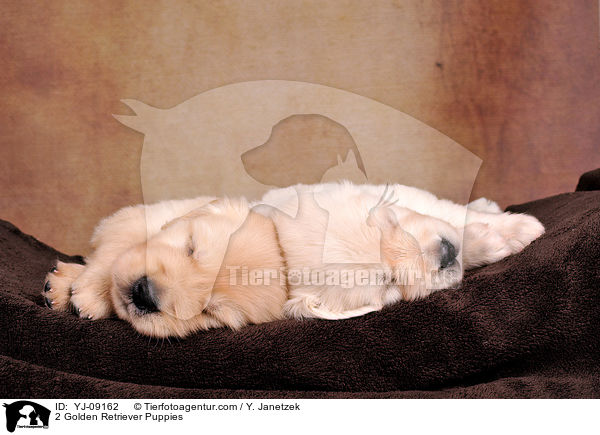 2 Golden Retriever Welpen / 2 Golden Retriever Puppies / YJ-09162