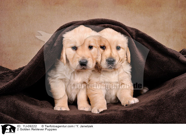 2 Golden Retriever Welpen / 2 Golden Retriever Puppies / YJ-09222