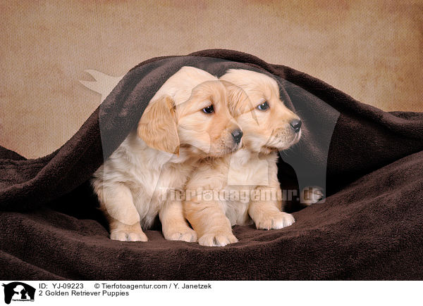 2 Golden Retriever Welpen / 2 Golden Retriever Puppies / YJ-09223