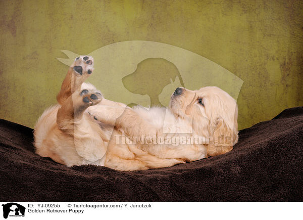 Golden Retriever Welpe / Golden Retriever Puppy / YJ-09255