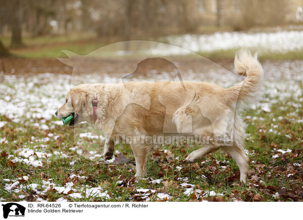 blinder Golden Retriever / blinde Golden Retriever / RR-64526