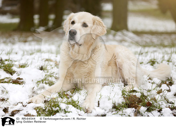 liegender Golden Retriever / lying Golden Retriever / RR-64544