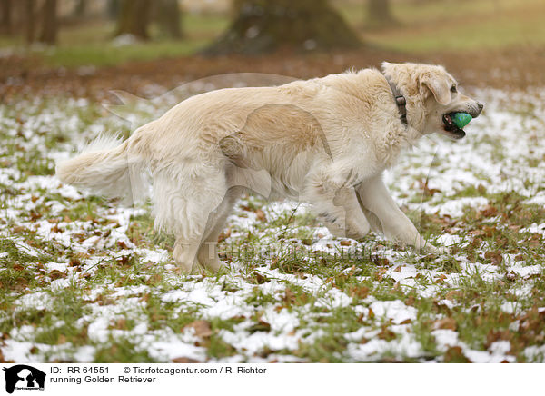 rennender Golden Retriever / running Golden Retriever / RR-64551
